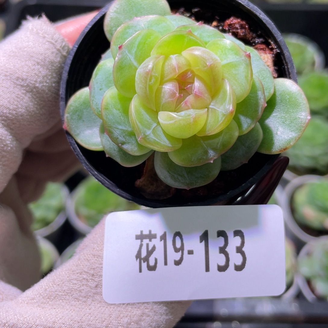 花利美19-133珍妮