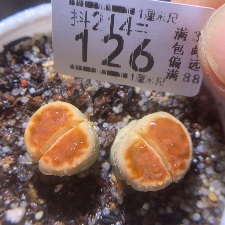 精品生石花214.126