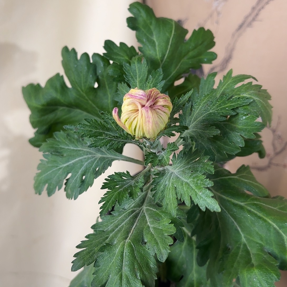 全部花朵F33333333