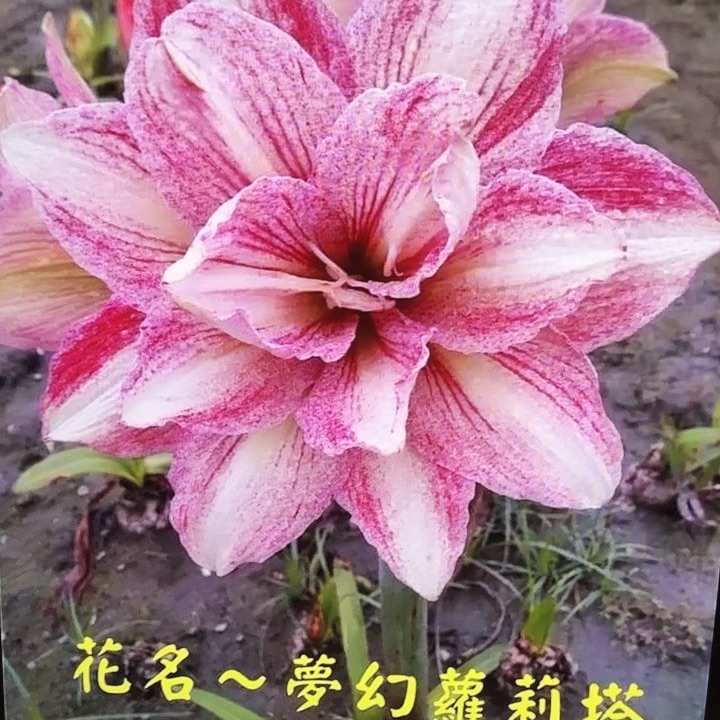梦幻洛丽塔1-2厘米2个装