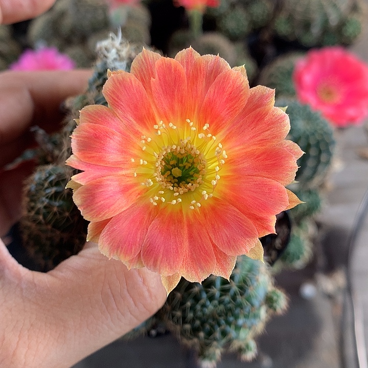 734 实生丽花7厘米盆