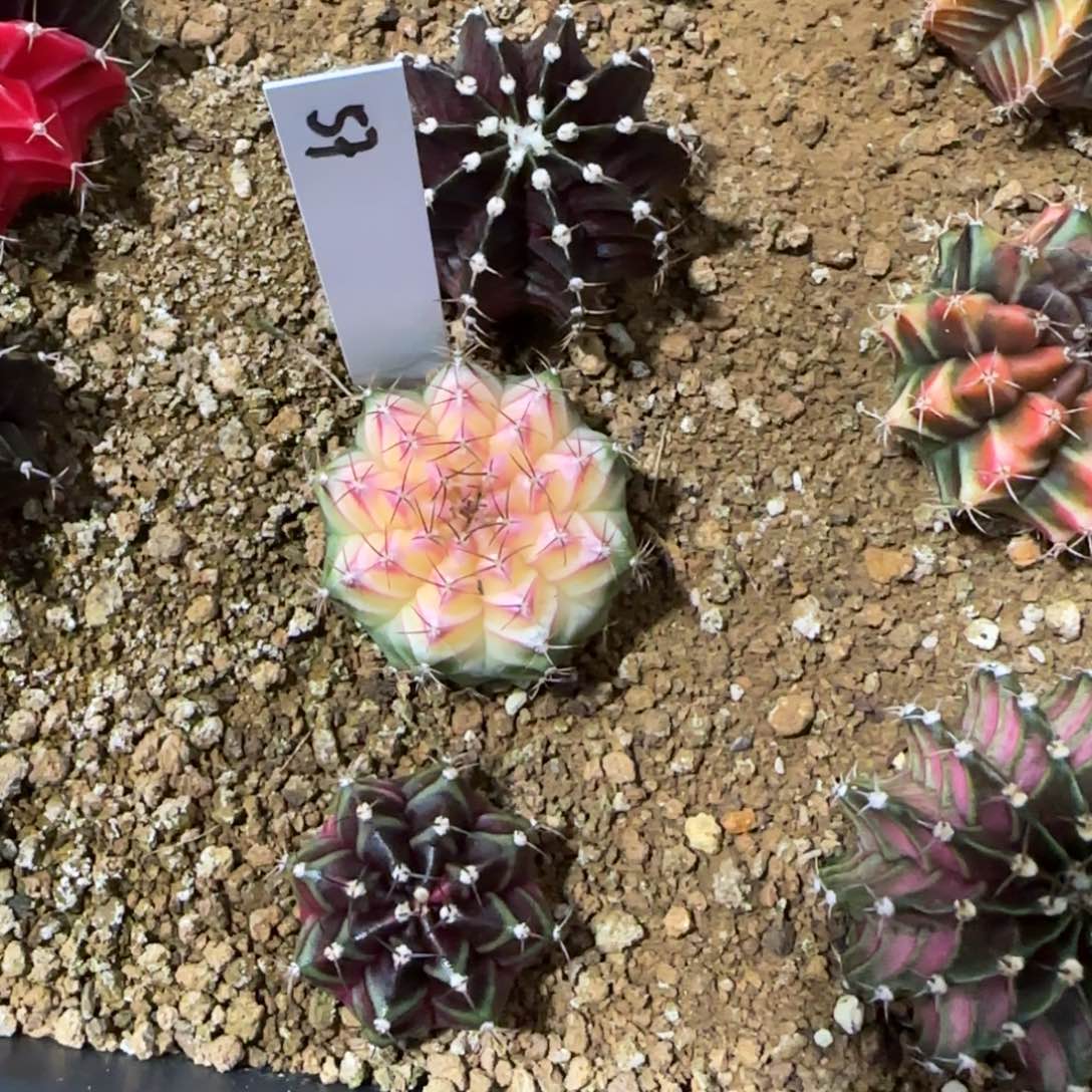 57-0116实生泰国发货多肉