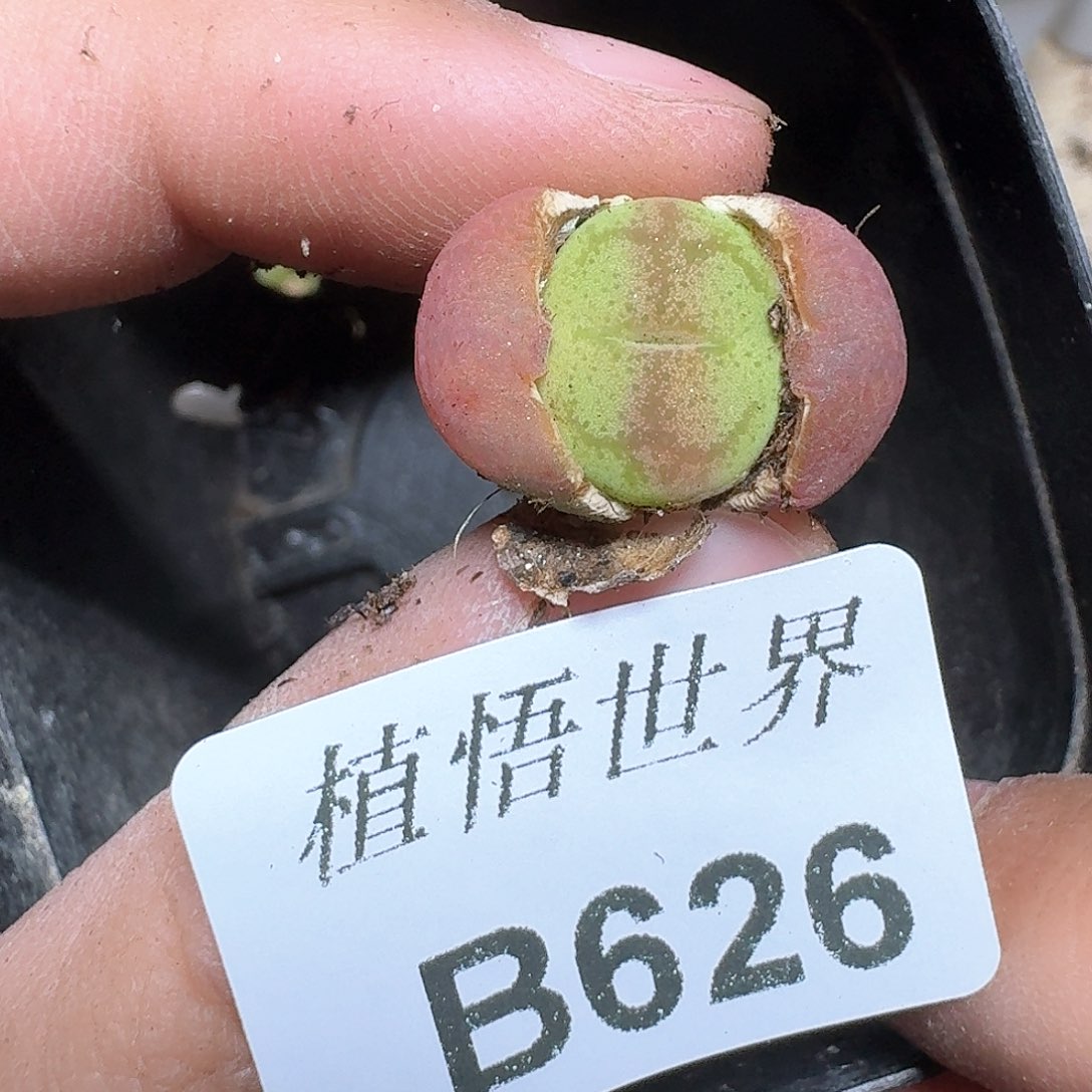 626盒多肉植物哇f g