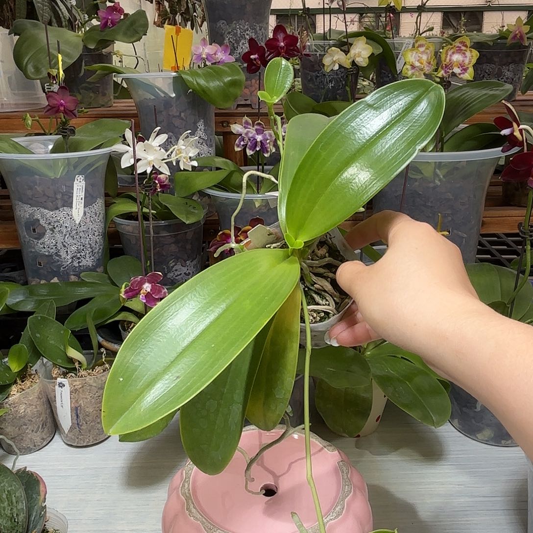 刘***哥当前无花栽培后可以开花蓝交白