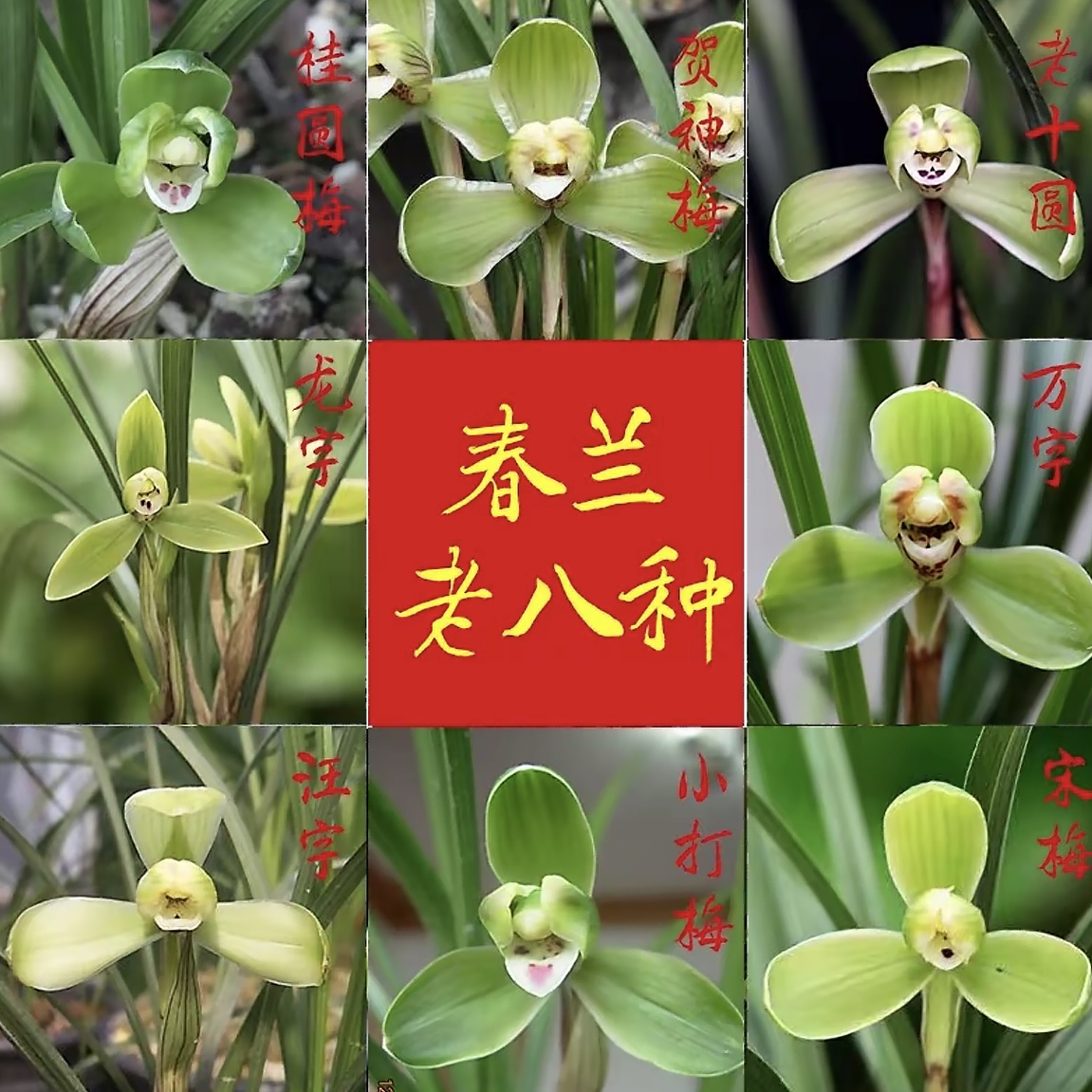 古北壹号优选【春兰老八种】花卉直播兰花直播