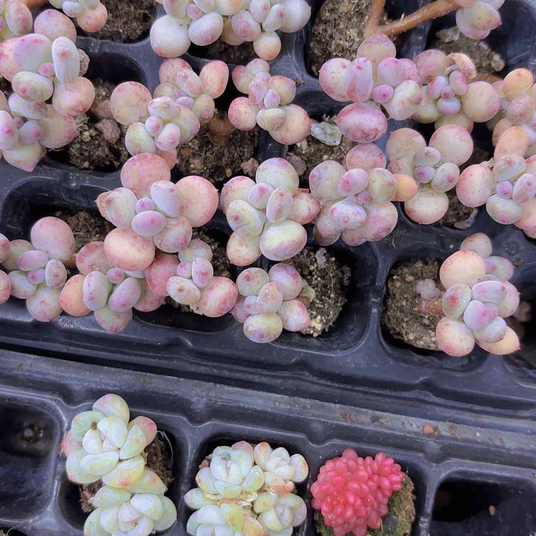 萤火虫奶酪两颗一组量拍