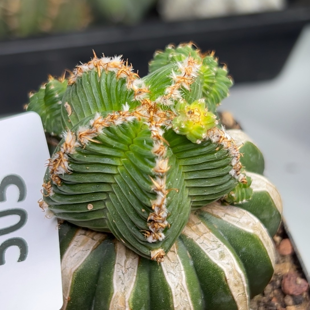 503 仙人球的比赛将