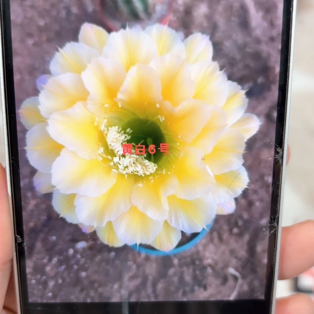 彩草黄白6号6.8公分左右