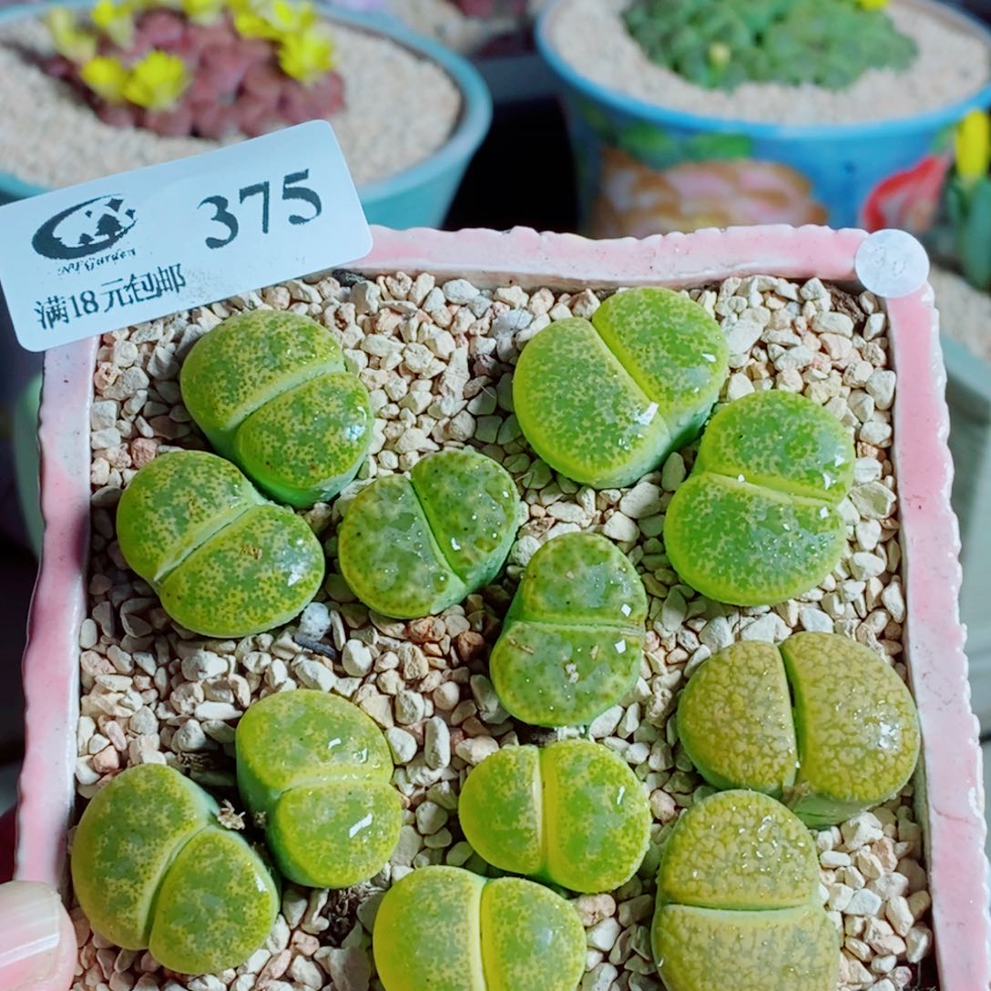 生石花花花花开了375
