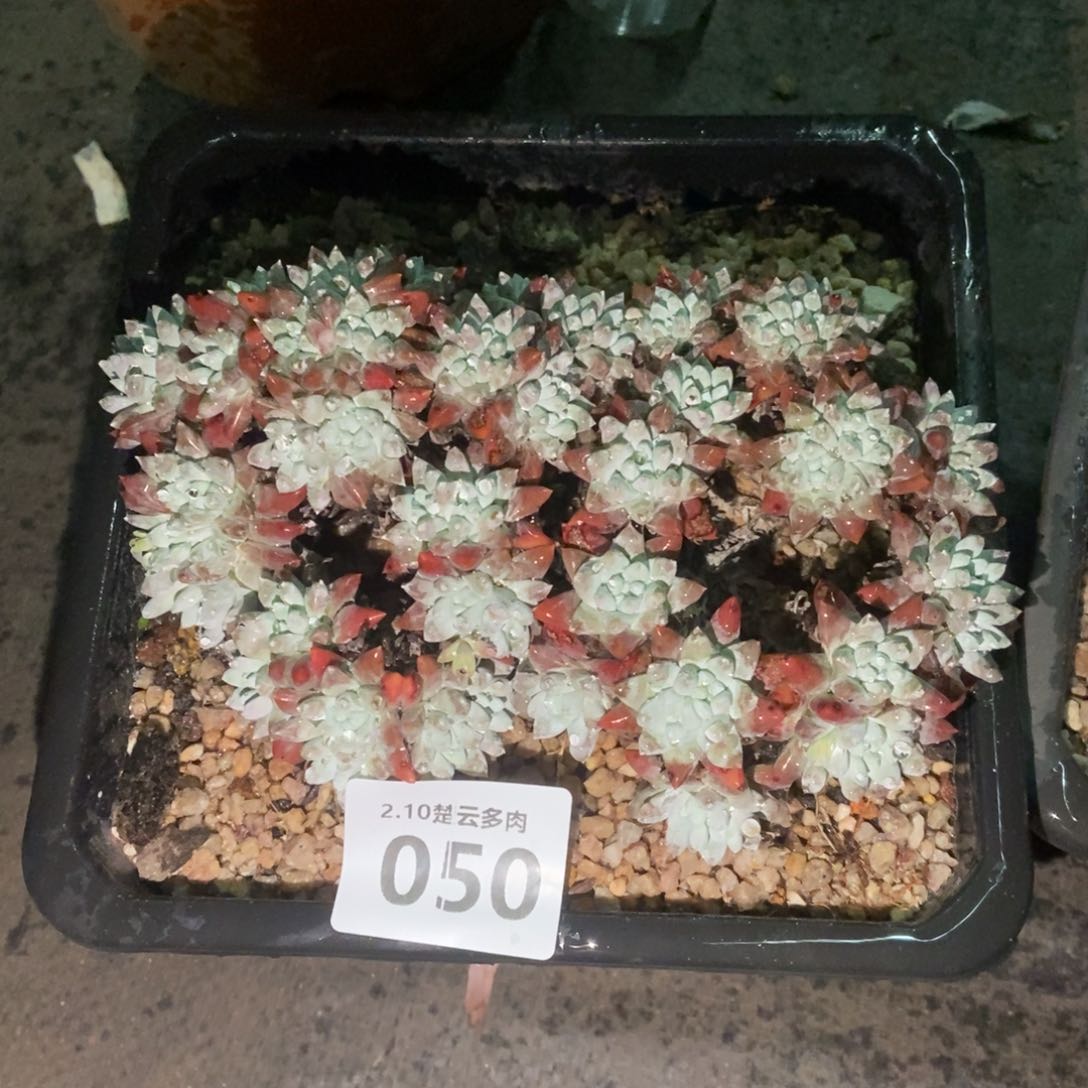 050丸叶白菊多肉植物