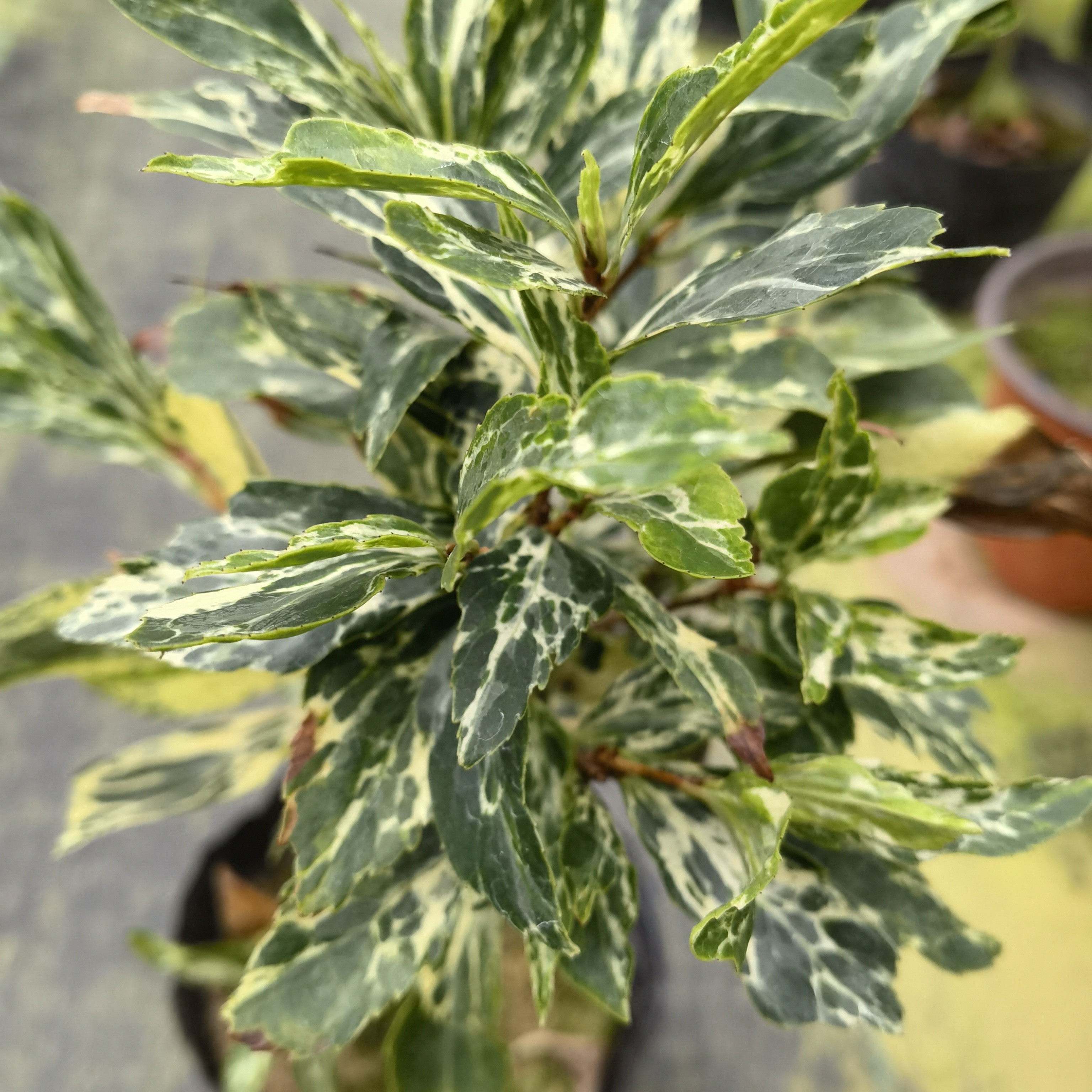 中华逸品【云涛茶花】品种茶花阳台花园庭院植物观赏花卉