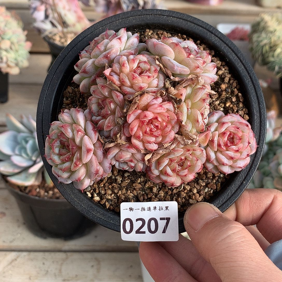 207天鹅绒多肉一颗10.5厘米