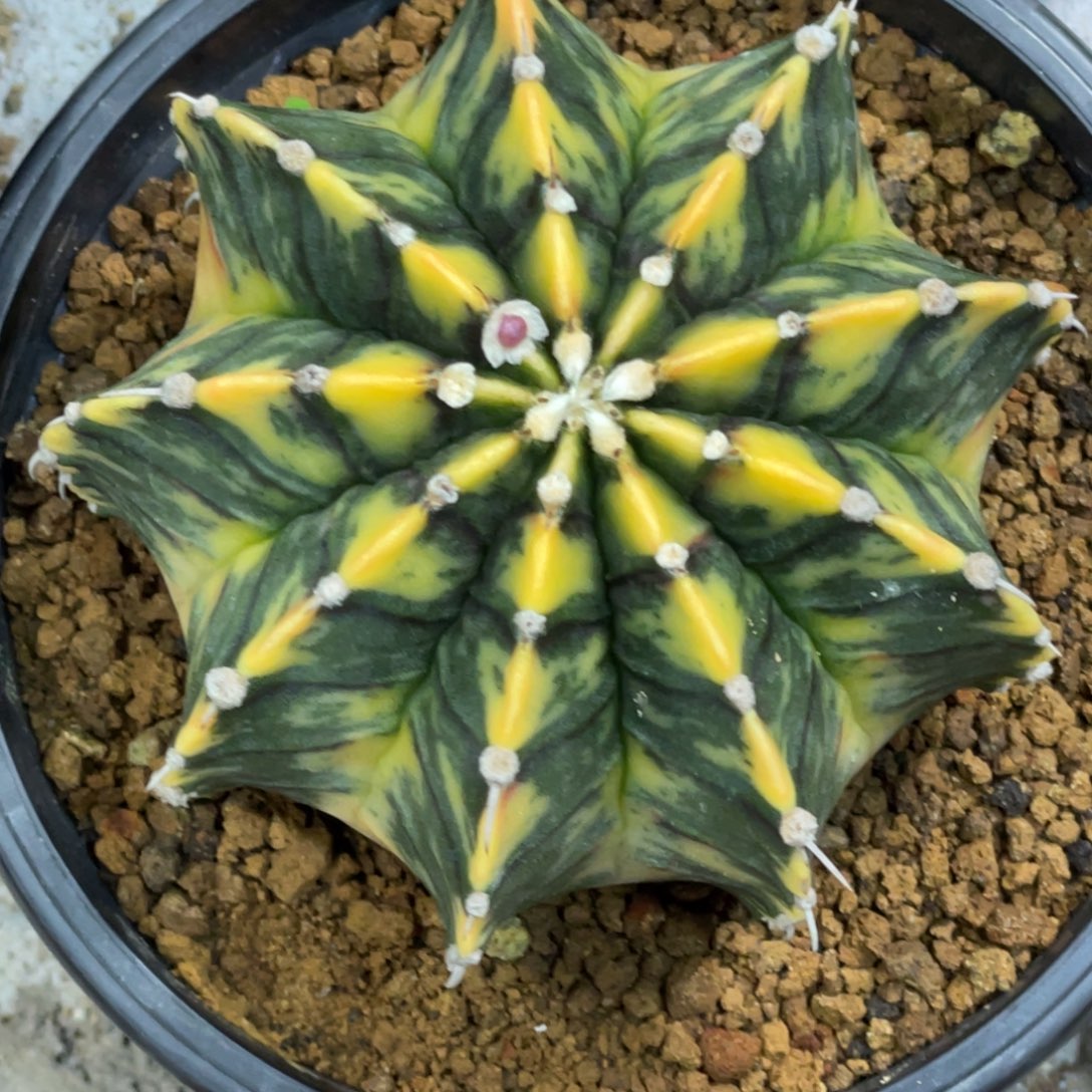 当前无花朵，栽培后可花朵臀锦虎斑锦