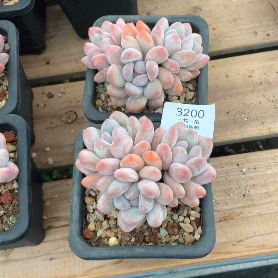 10厘米三头香水两颗3200