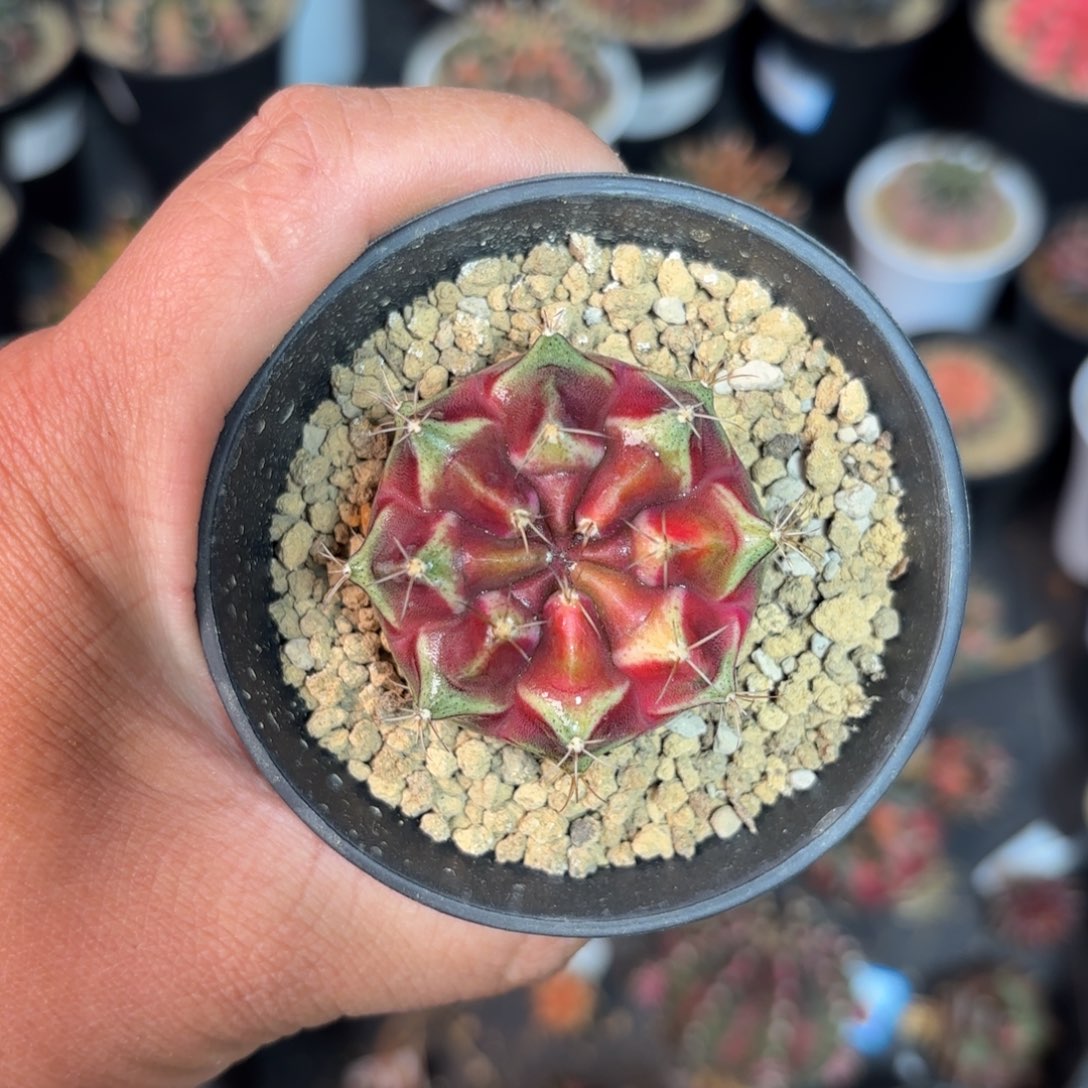 泰系米哈实生特仙人球