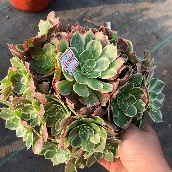 212水蜜桃多肉植物