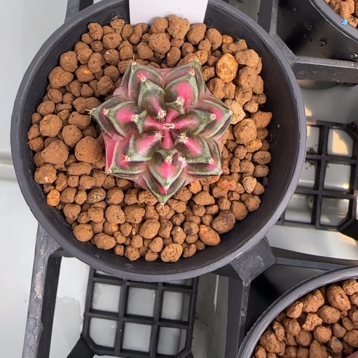 101-0209实生脱土发多肉