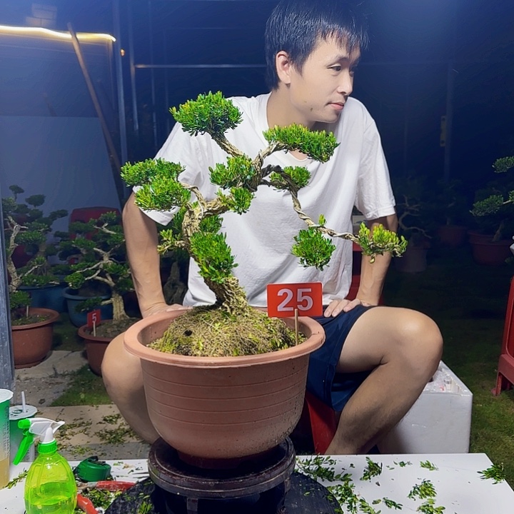 无花朵广东邹皮雀舌黄杨