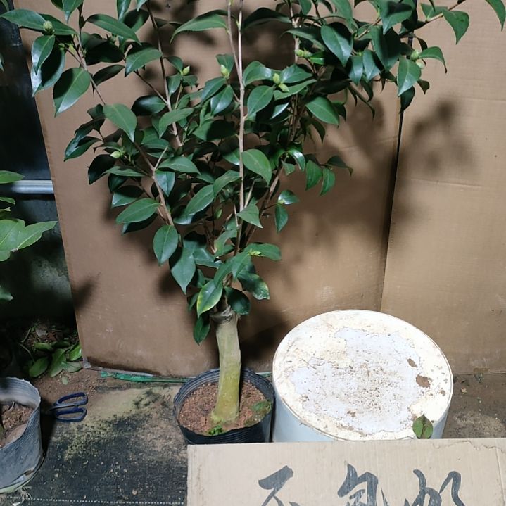 949酒中花，原盆原土发货，不包邮