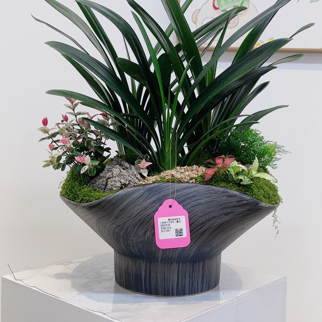 无花朵一物一拍君子兰