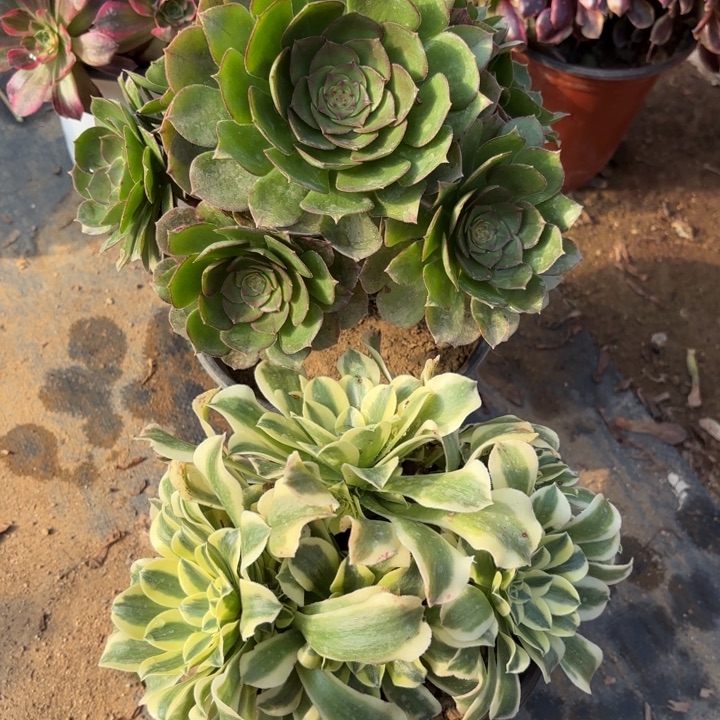 2颗多肉法师5327