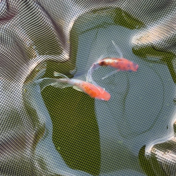 青鳉鱼编号 30 真长鳍 04 一对