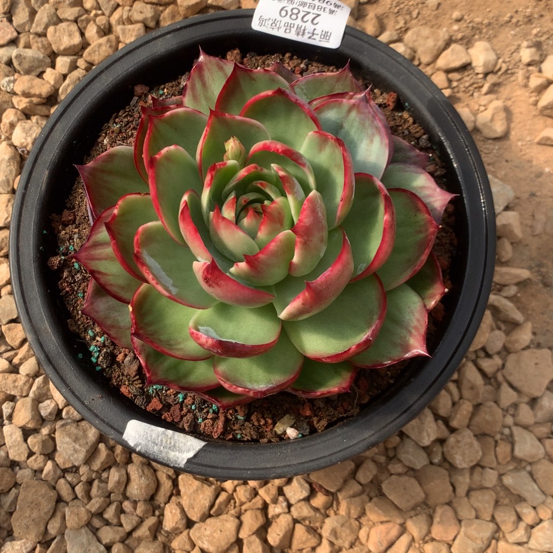 2289号多肉植物惊鸿13