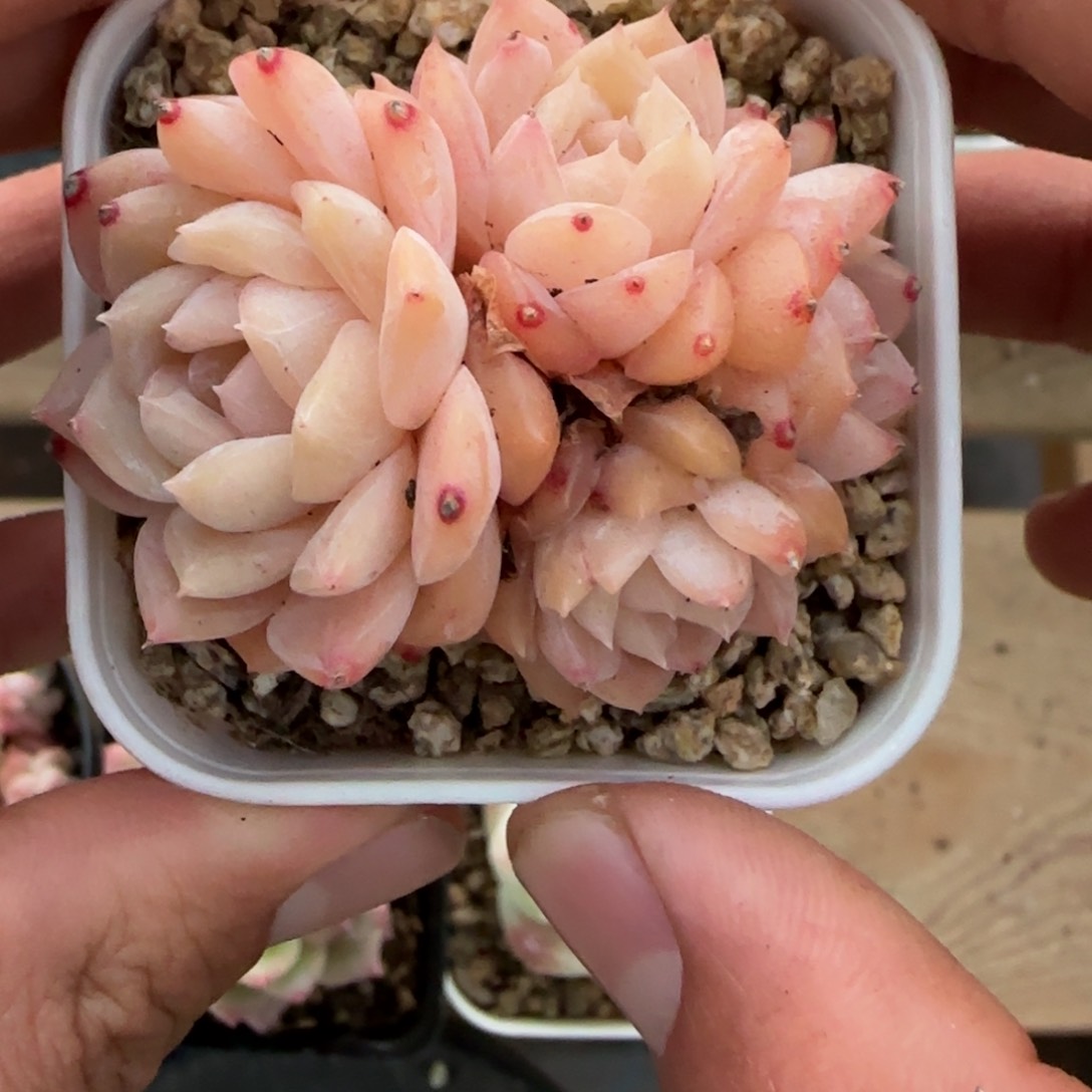 一物一拍麦秆珍妮08225