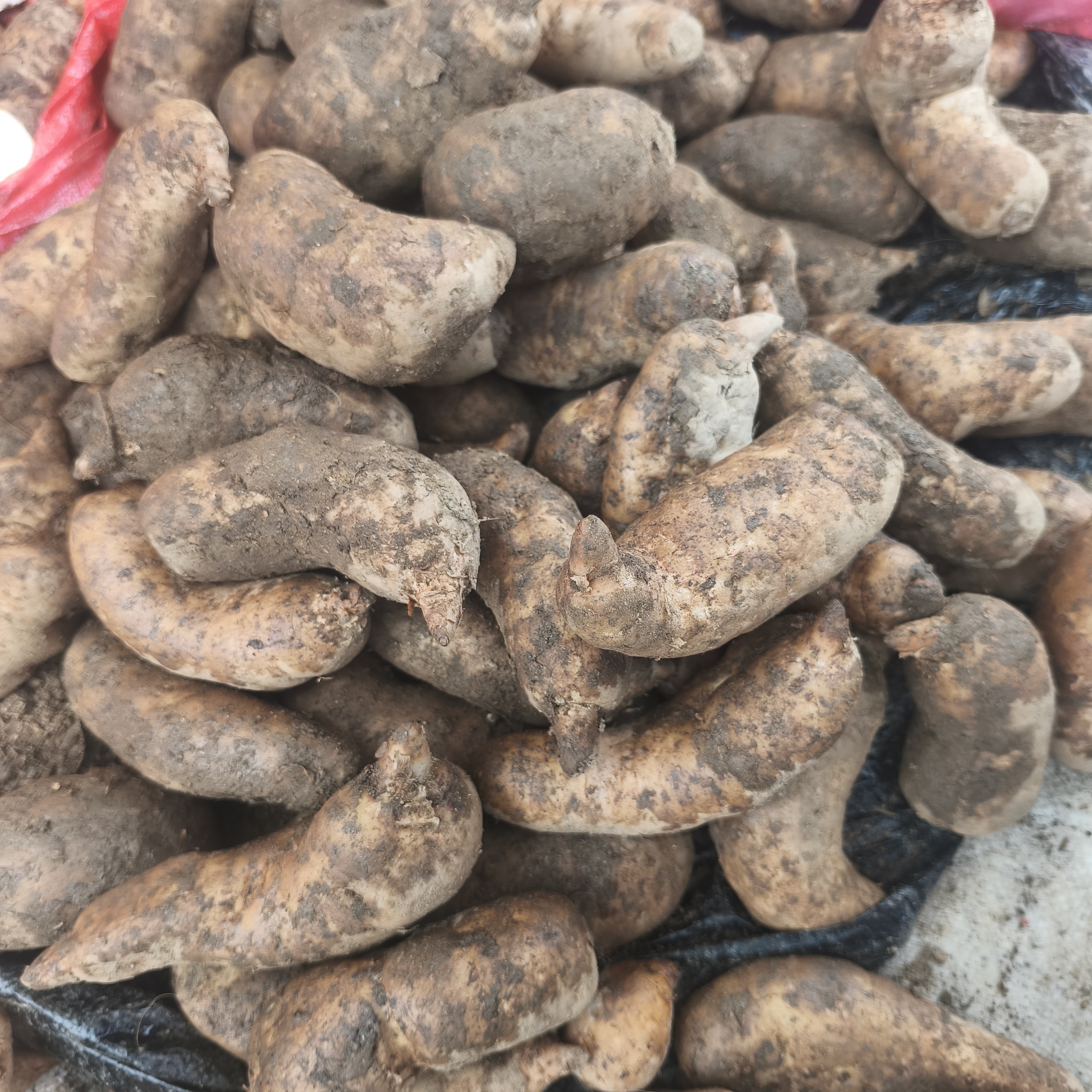 【小赵山货】云南边境农家天麻