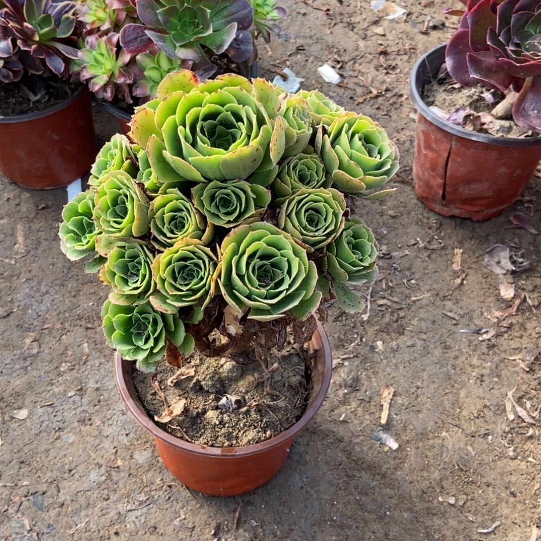 无花朵8号链接绿玫瑰法师