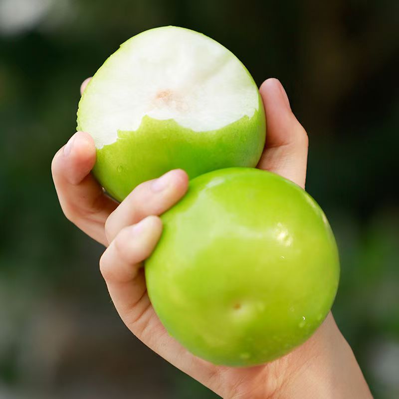 云南西双版纳苹果枣新鲜采品质爽口多汁云南省