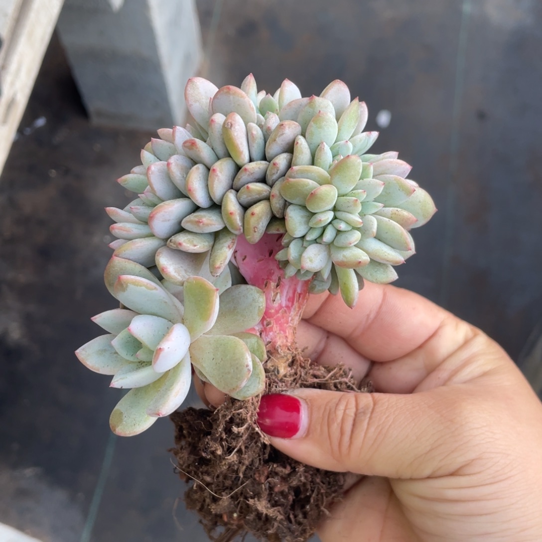 石榴子星影缀化小树底切