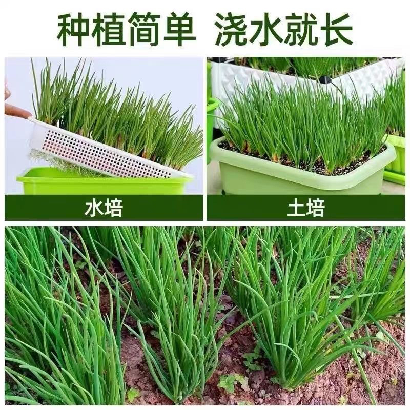 《当年新上市》四季小香葱农家特产盆栽地栽花园阳台干葱头