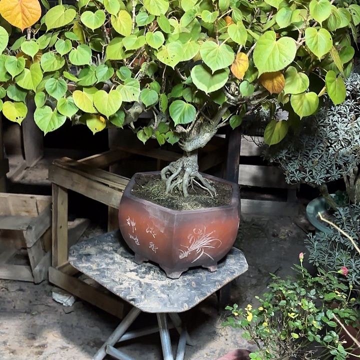 会***果无花朵哈哈哈哈哈