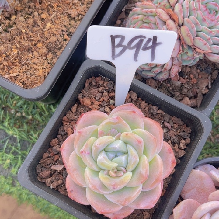 健健康康平平安安