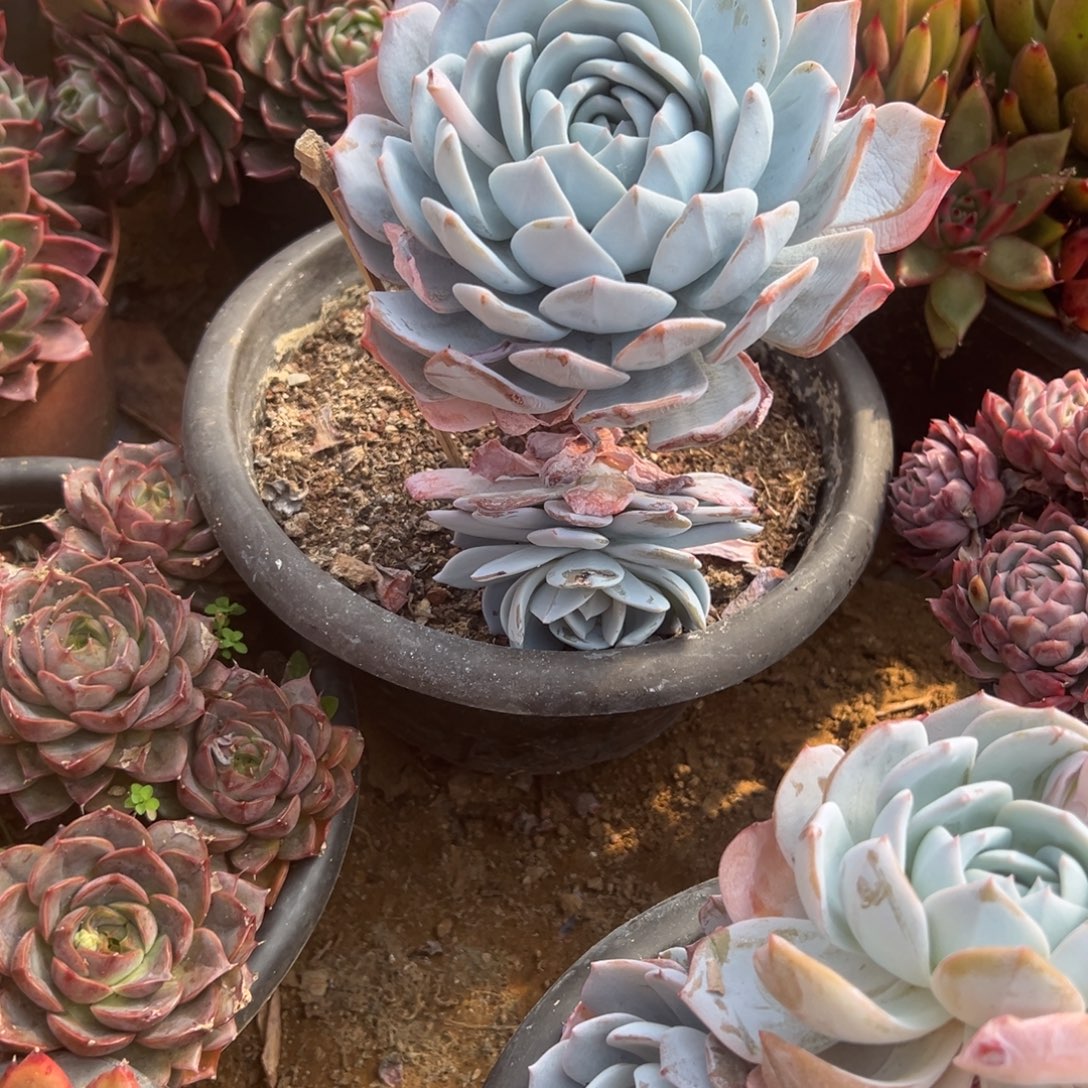 风***子精品多肉植物老桩