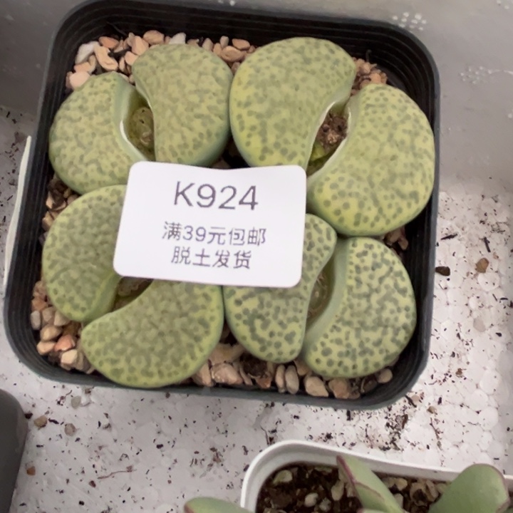 924的点点滴滴多肉