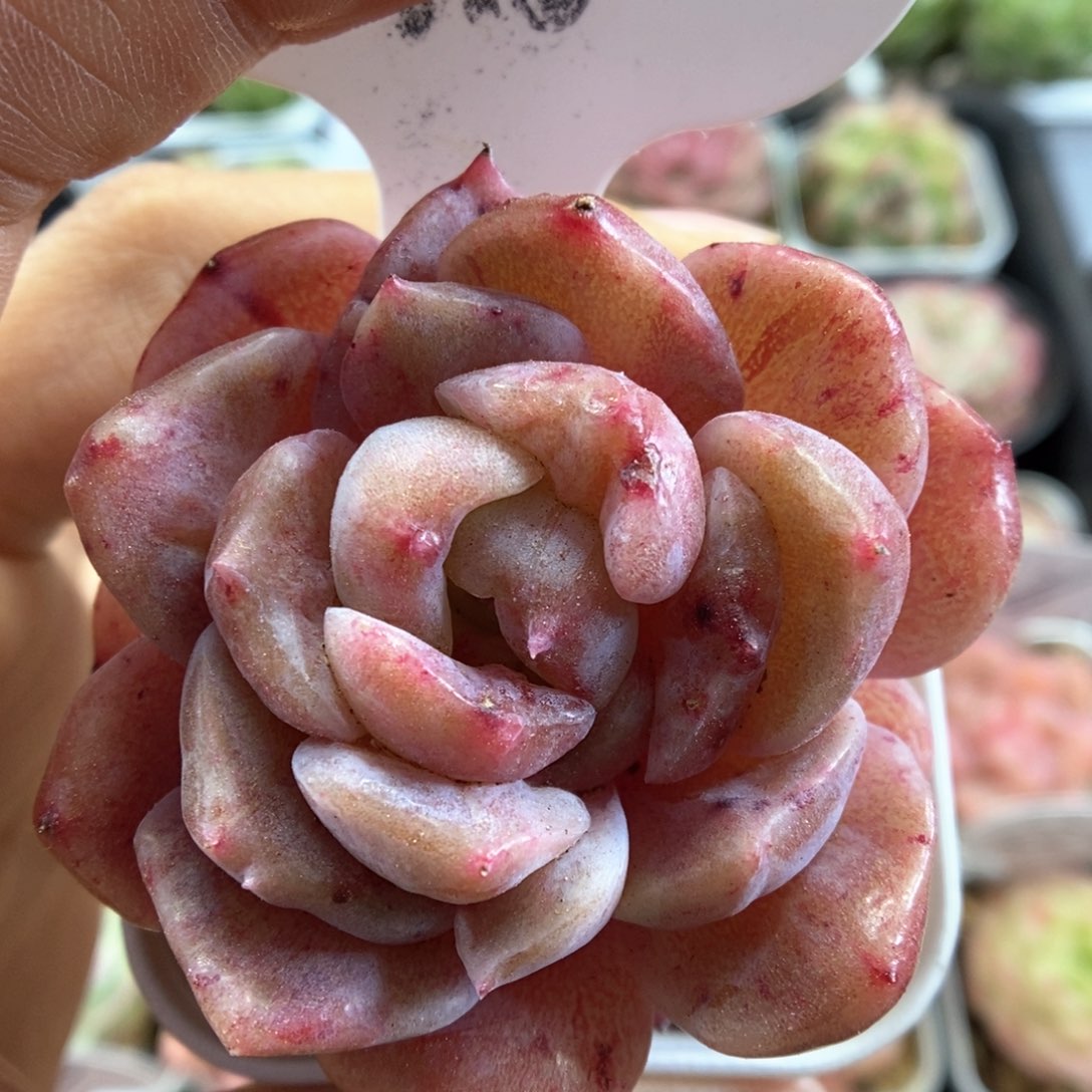 糖心石化可拍518号。 