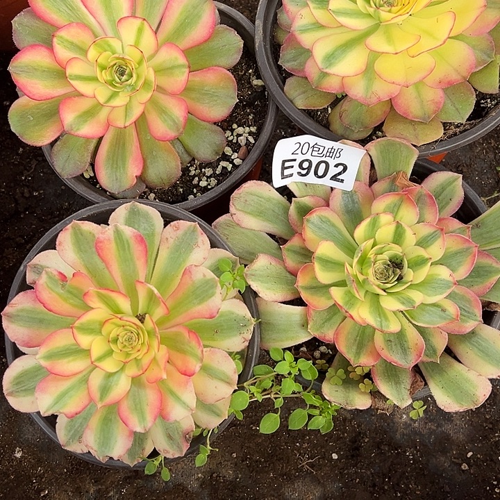 多肉植物902不售后