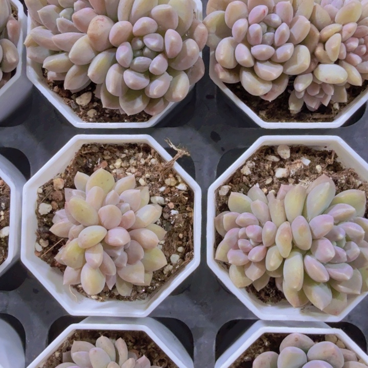 奶糖八角盆一颗福利