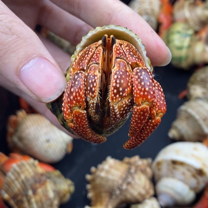 特价商品斐济草莓