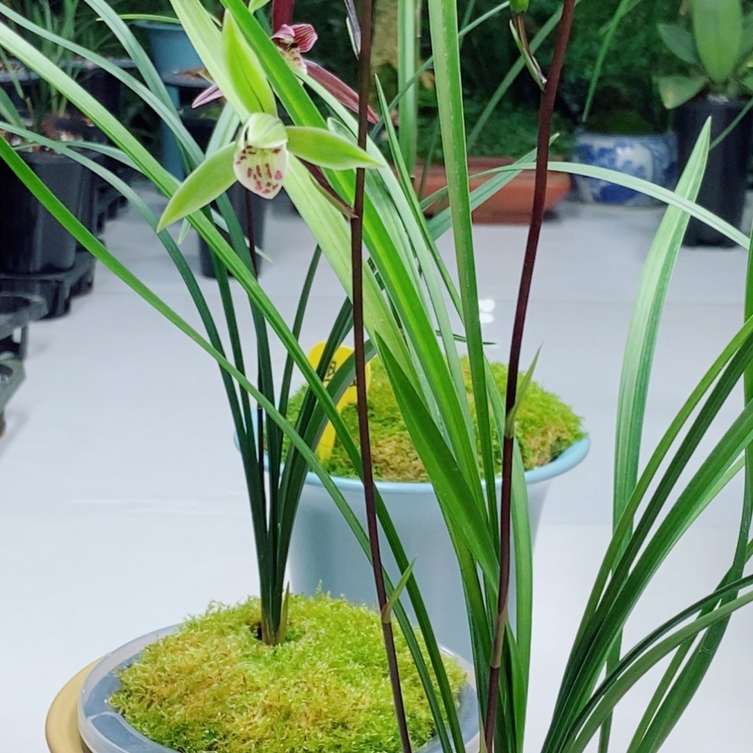 完全开放翠薇龙头壮苗带花