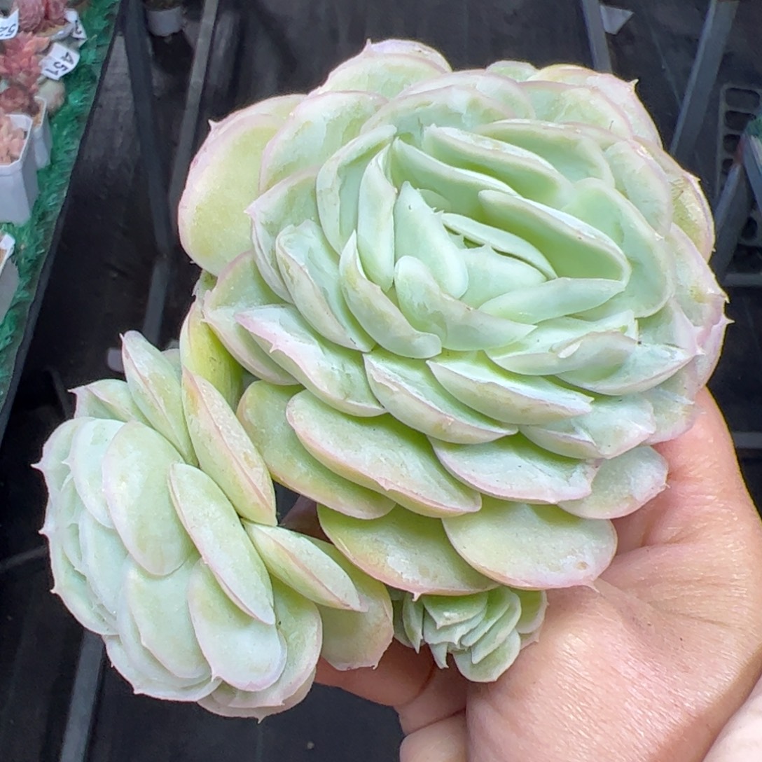 小***思606 满38包邮一物一拍