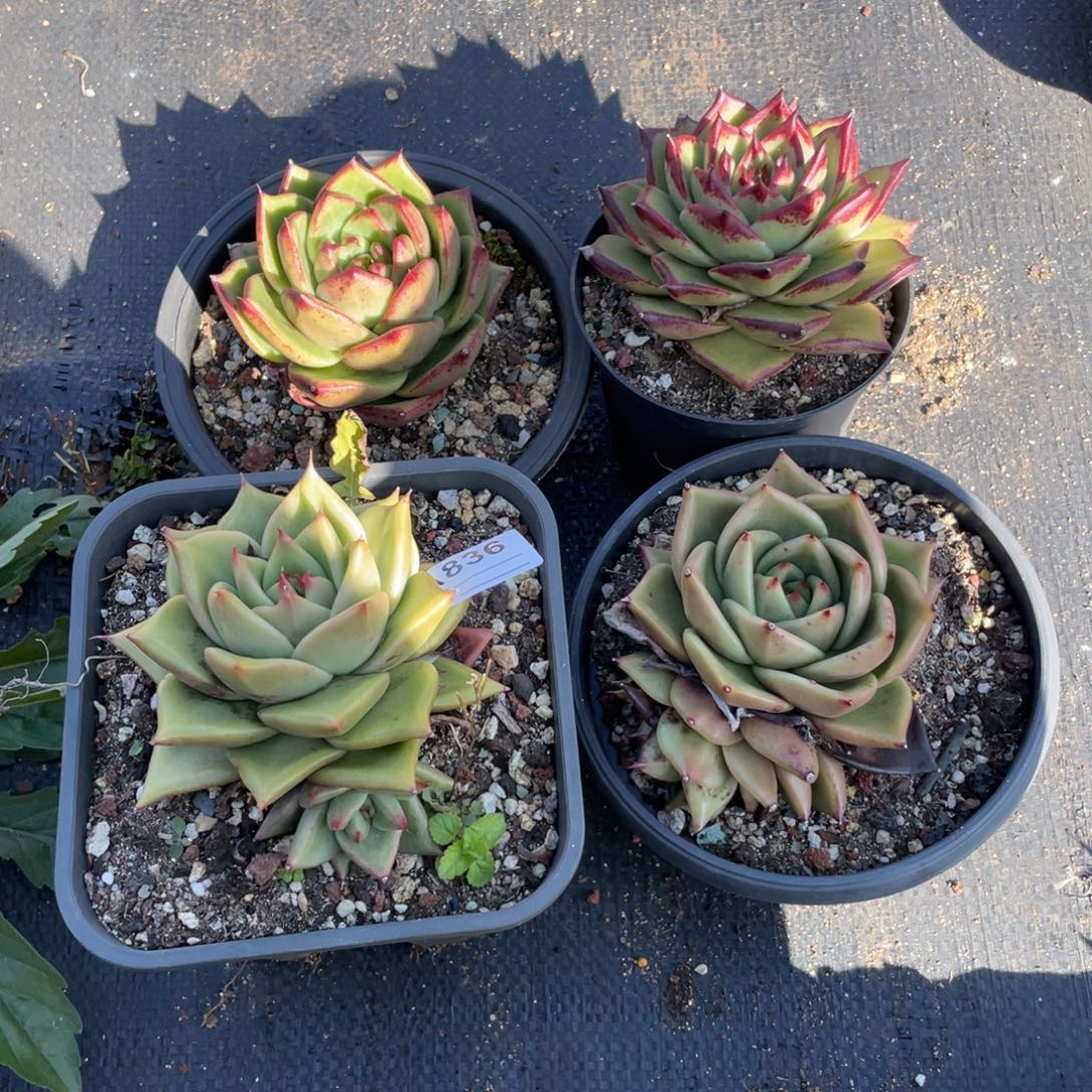 若如东云单拍A836