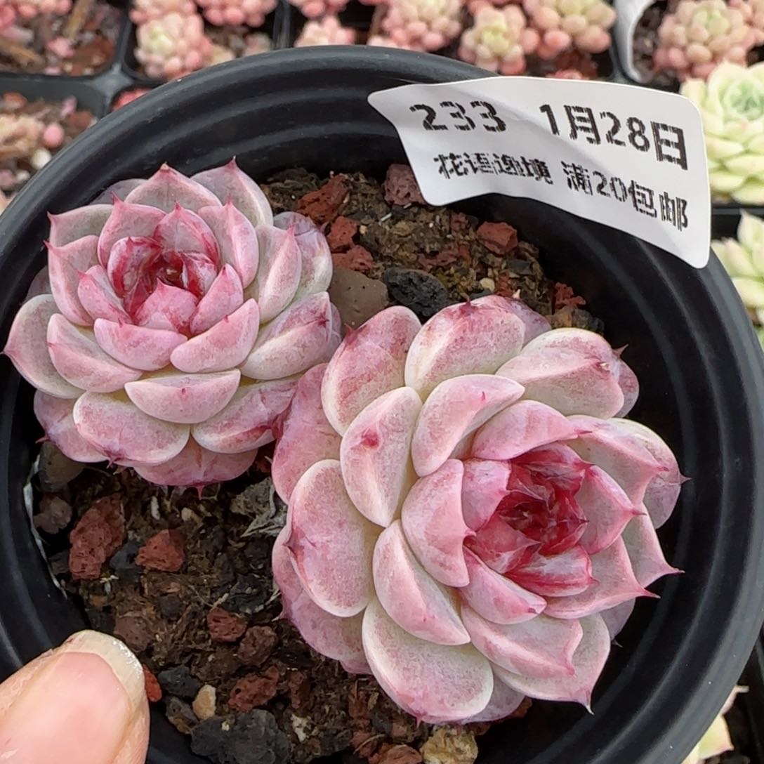 花语逸镜0128-233