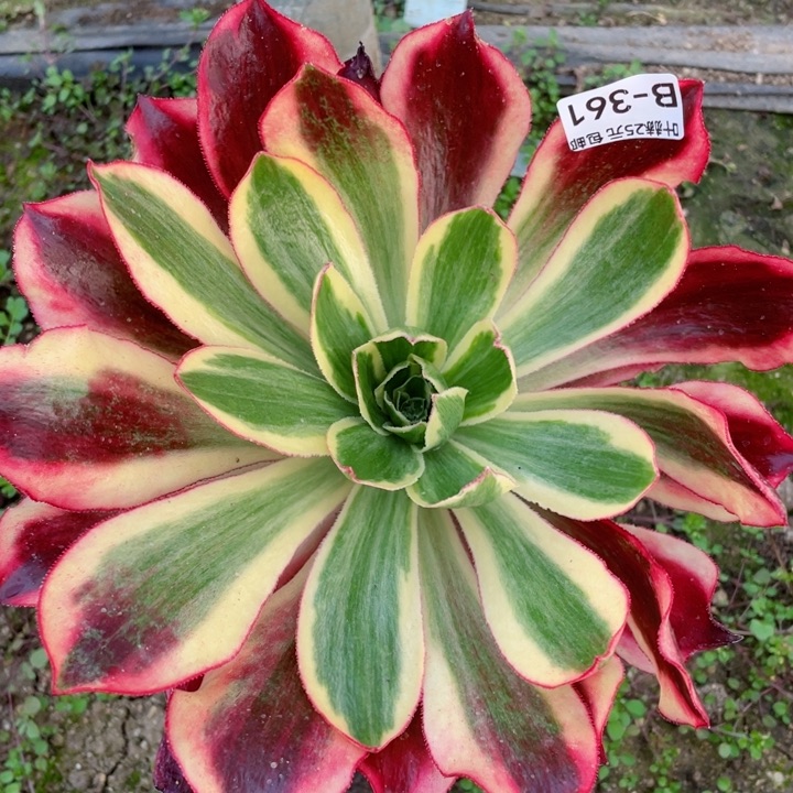 361魅影嫁接多肉12345678