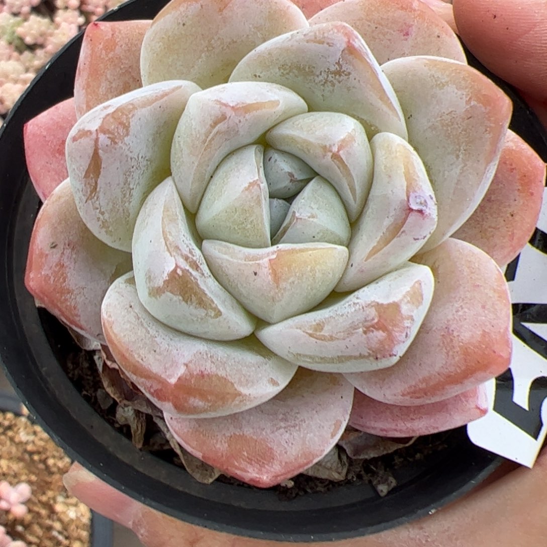 547 满38包邮一物一拍