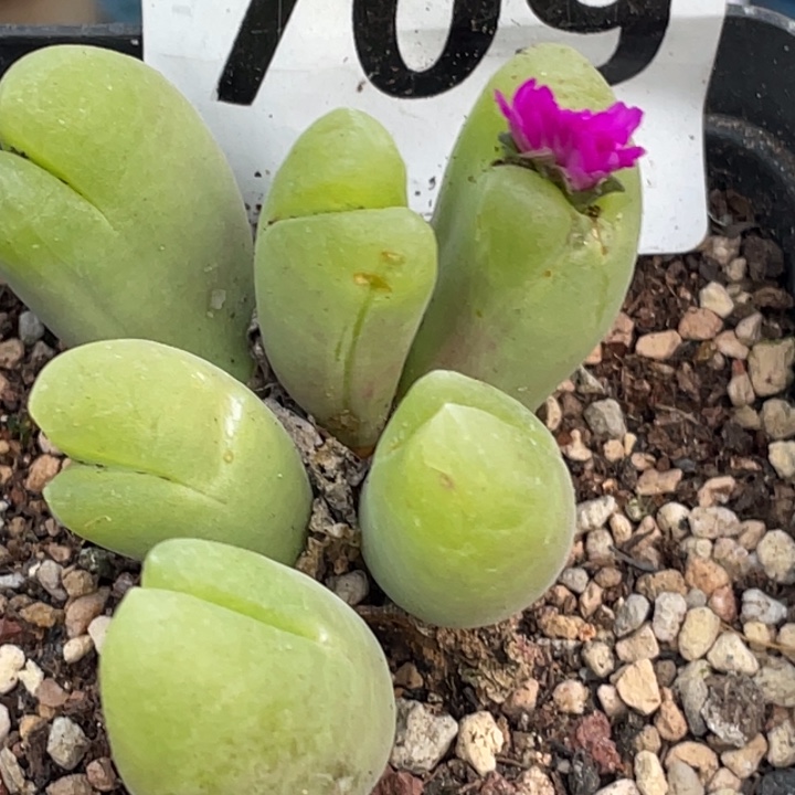 完全开放709毛翠滴群