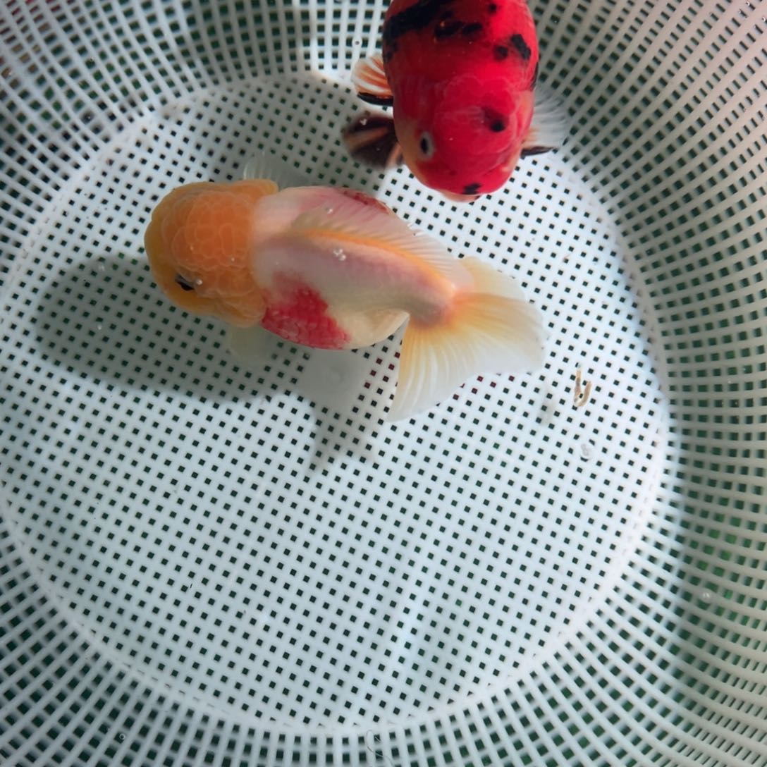 Z***a金鱼潘氏金鱼兰寿泰狮