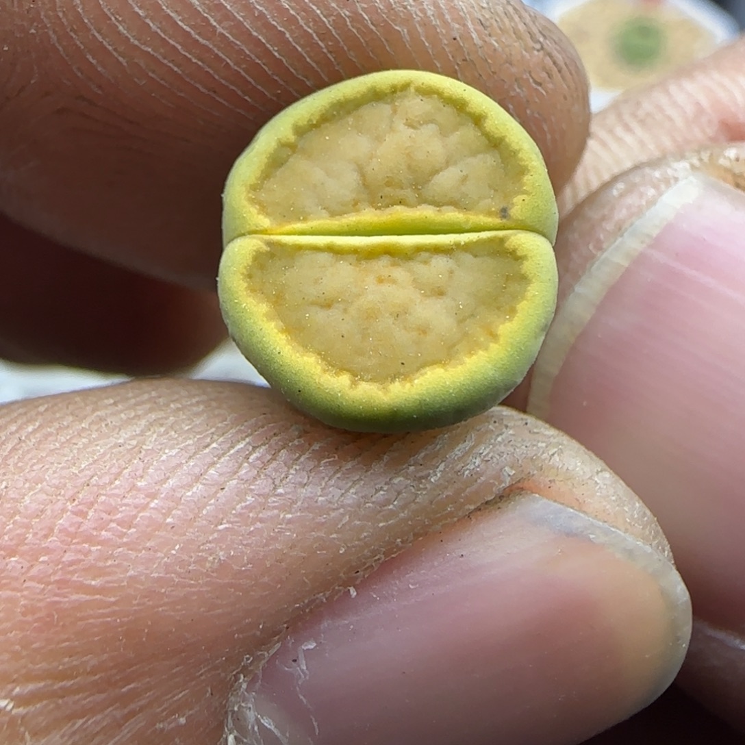 628 生石花大棚直播